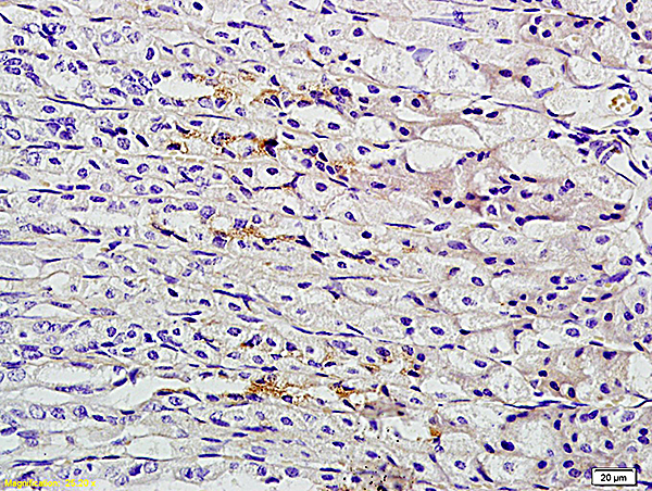 Formalin-fixed and paraffin embedded mouse stomach labeled with Anti-TFF2 Polyclonal Antibody, Unconjugated (bs-1921R) followed by conjugation to the secondary antibody and DAB staining