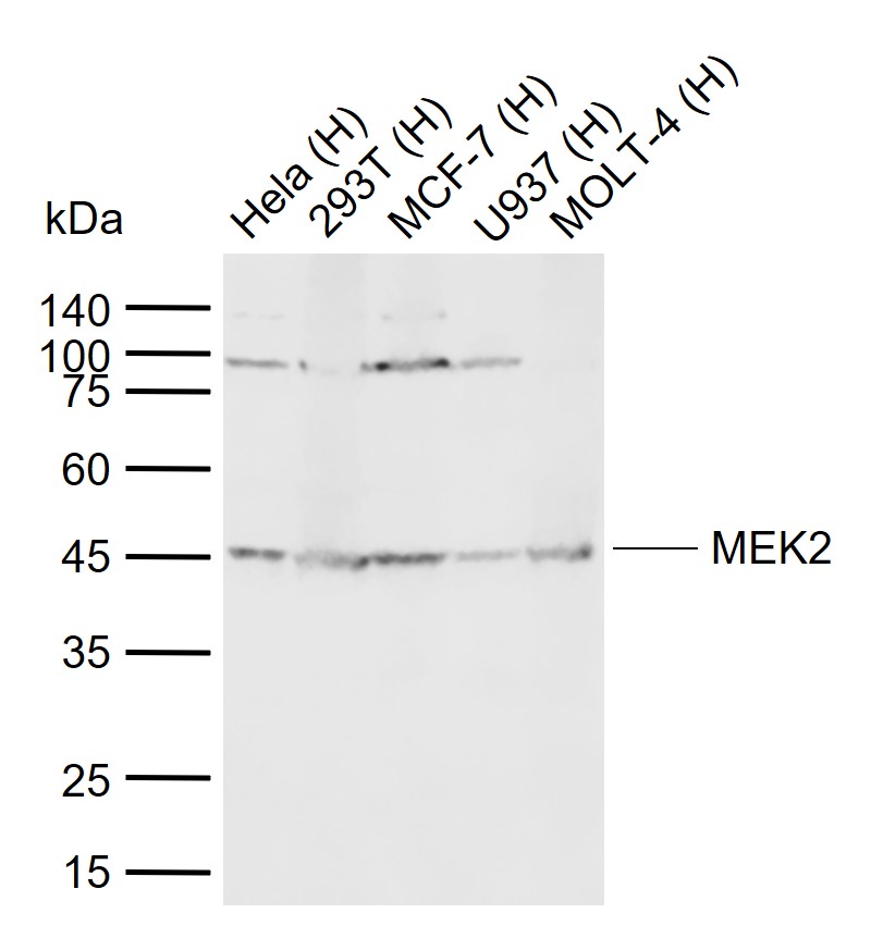 Lane 1: Human Hela cell lysates; Lane 2: Human 293T cell lysates; Lane 3: Human MCF-7 cell lysates; Lane 4: Human U937 cell lysates; Lane 5: Human MOLT-4 cell lysates probed with MEK2 Monoclonal Antibody, Unconjugated (bsm-33216M) at 1:1000 dilution and 4°C overnight incubation. Followed by conjugated secondary antibody incubation at 1:20000 for 60 min at 37˚C.