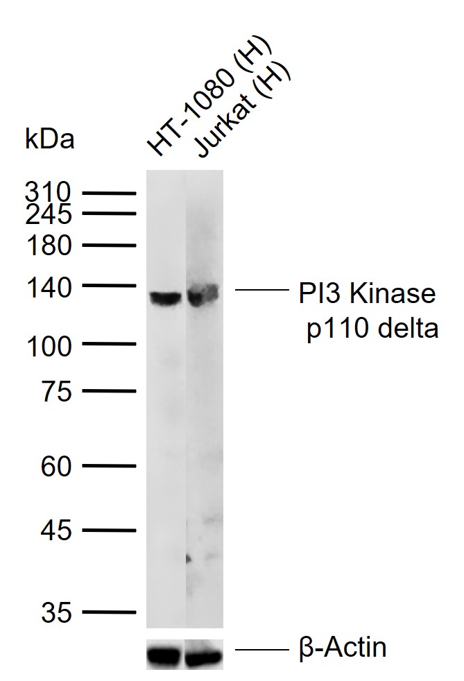 Lane 1: Human HT-1080 cell lysates; Lane 2: Human Jurkat cell lysates probed with PI3 Kinase p110 delta Polyclonal Antibody, Unconjugated (bs-10656R) at 1:1000 dilution and 4°C overnight incubation. Followed by conjugated secondary antibody incubation at 1:20000 for 60 min at 37˚C.