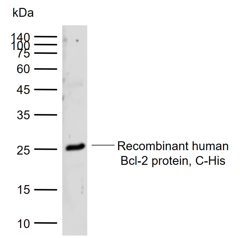 Lane 1: Recombinant human Bcl-2 protein, C-His probed with Bcl-2 alpha Polyclonal Antibody, Unconjugated (bs-15533R) at 1:1000 dilution and 4°C overnight incubation. Followed by conjugated secondary antibody incubation at 1:20000 for 60 min at 37˚C.