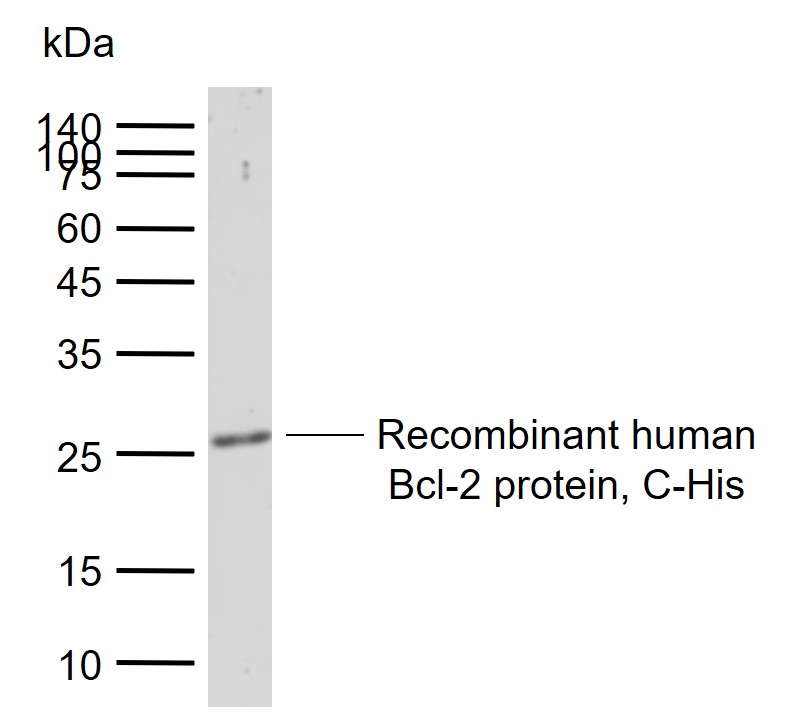 Lane 1: Recombinant human Bcl-2 protein, C-His probed with Bcl-2 Polyclonal Antibody, Unconjugated (bs-20351R) at 1:1000 dilution and 4°C overnight incubation. Followed by conjugated secondary antibody incubation at 1:20000 for 60 min at 37˚C.