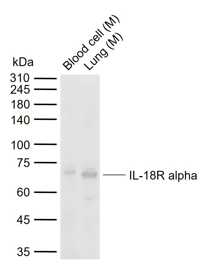 Lane 1: Mouse Blood cell tissue lysates; Lane 2: Mouse Lung tissue lysates probed with IL-18R alpha Polyclonal Antibody, Unconjugated (bs-2615R) at 1:500 dilution and 4°C overnight incubation. Followed by conjugated secondary antibody incubation at 1:20000 for 60 min at 37˚C._x000D_