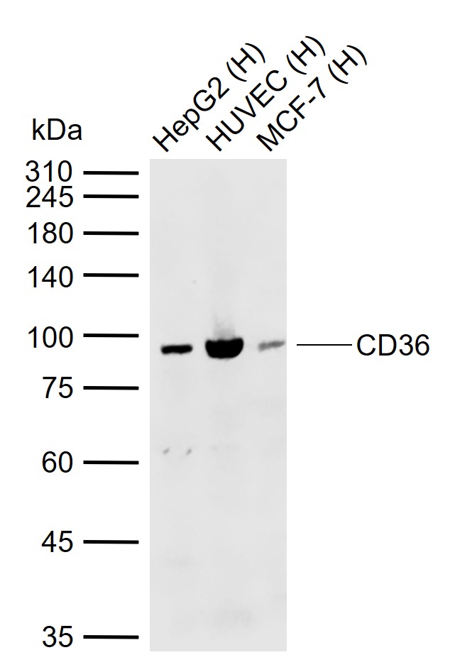 Lane 1: Human HepG2 cell lysates; Lane 2: Human HUVEC cell lysates; Lane 3: Human MCF-7 cell lysates probed with CD36 Polyclonal Antibody, Unconjugated (bs-1100R) at 1:1000 dilution and 4\u00b0C overnight incubation. Followed by conjugated secondary antibody incubation at 1:20000 for 60 min at 37˚C.