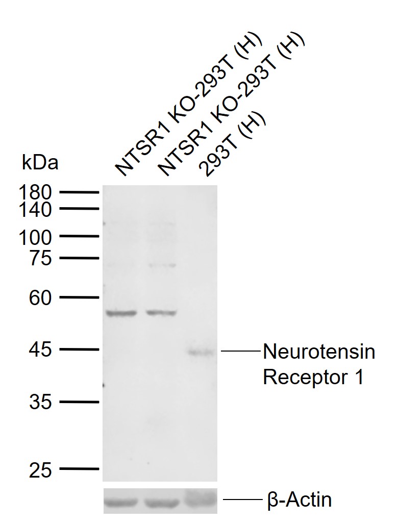 Lane 1: NTSR1 KO Human 293T cell lysates; Lane 2: NTSR1 KO Human 293T cell lysates; Lane 3: Human 293T cell lysates probed with Neurotensin Receptor 1 Polyclonal Antibody, Unconjugated (bs-12002R) at 1:1000 dilution and 4°C overnight incubation. Followed by conjugated secondary antibody incubation at 1:20000 for 60 min at 37˚C.