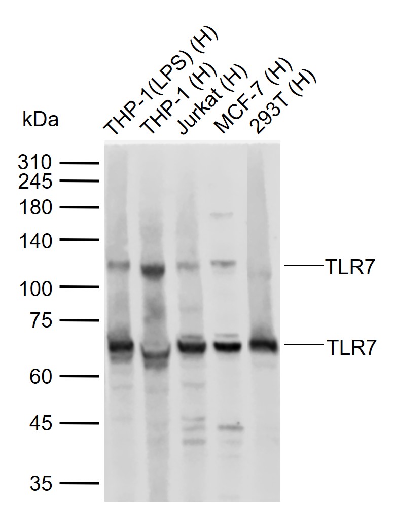 Lane 1: Human THP-1(LPS) cell lysates; Lane 2: Human THP-1 cell lysates; Lane 3: Human Jurkat cell lysates; Lane 4: Human MCF-7 cell lysates; Lane 5: Human 293T cell lysates probed with TLR7 Polyclonal Antibody, Unconjugated (bs-6601R) at 1:1000 dilution and 4\u00b0C overnight incubation. Followed by conjugated secondary antibody incubation at 1:20000 for 60 min at 37˚C.