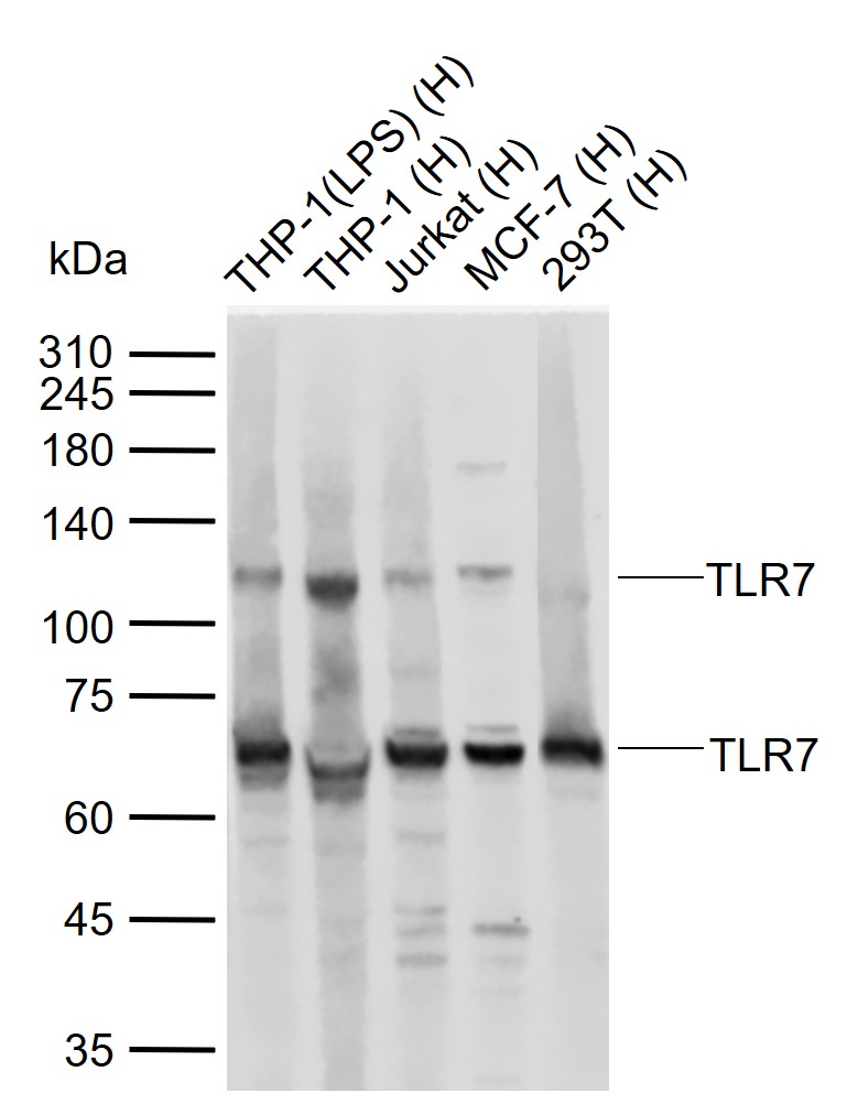 Lane 1: Human THP-1(LPS) cell lysates; Lane 2: Human THP-1 cell lysates; Lane 3: Human Jurkat cell lysates; Lane 4: Human MCF-7 cell lysates; Lane 5: Human 293T cell lysates probed with TLR7 Polyclonal Antibody, Unconjugated (bs-6601R) at 1:1000 dilution and 4°C overnight incubation. Followed by conjugated secondary antibody incubation at 1:20000 for 60 min at 37˚C.
