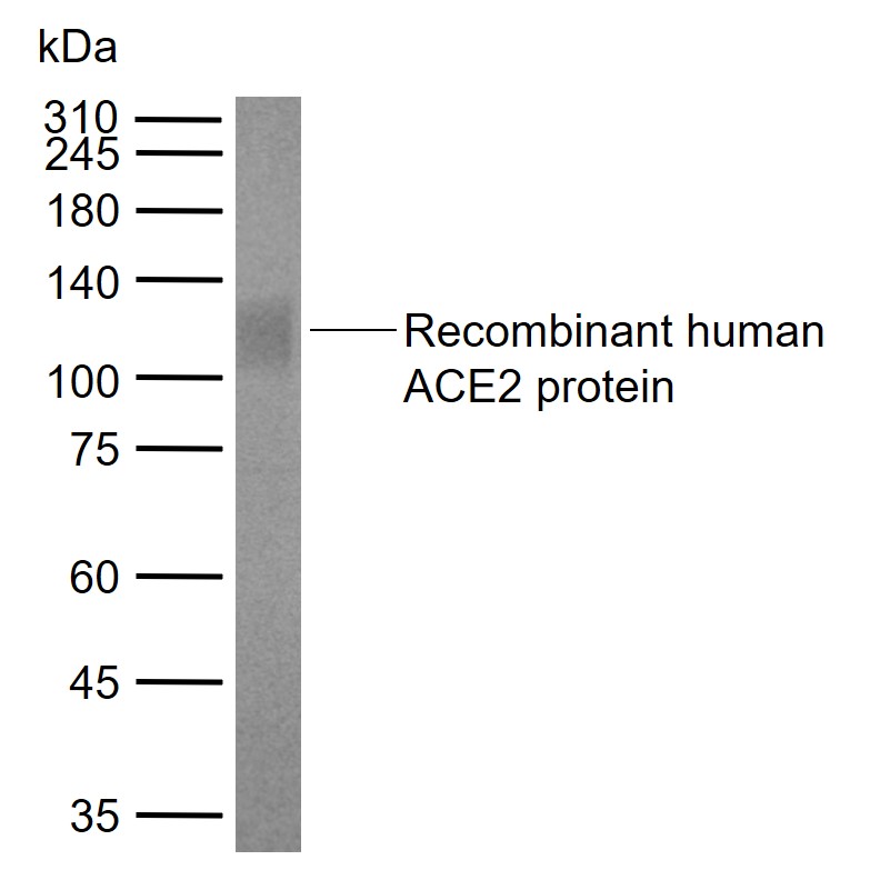 Lane 1: Recombinant human ACE2 protein, His (HEK293) probed with ACE2 Monoclonal Antibody, Unconjugated (bsm-51221M) at 1:1000 dilution and 4°C overnight incubation. Followed by conjugated secondary antibody incubation at 1:20000 for 60 min at 37˚C.