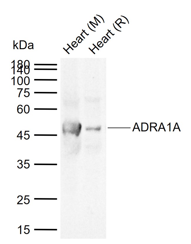 Lane 1: Mouse Heart tissue lysates; Lane 2: Rat Heart tissue lysates probed with ADRA1A Polyclonal Antibody, Unconjugated (bs-0600R) at 1:1000 dilution and 4°C overnight incubation. Followed by conjugated secondary antibody incubation at 1:20000 for 60 min at 37˚C.