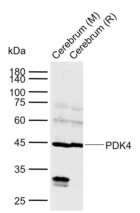 Lane 1: Mouse Cerebrum tissue lysates; Lane 2: Rat Cerebrum tissue lysates probed with PDK4 Polyclonal Antibody, Unconjugated (bs-0682R) at 1:1000 dilution and 4°C overnight incubation. Followed by conjugated secondary antibody incubation at 1:20000 for 60 min at 37˚C.