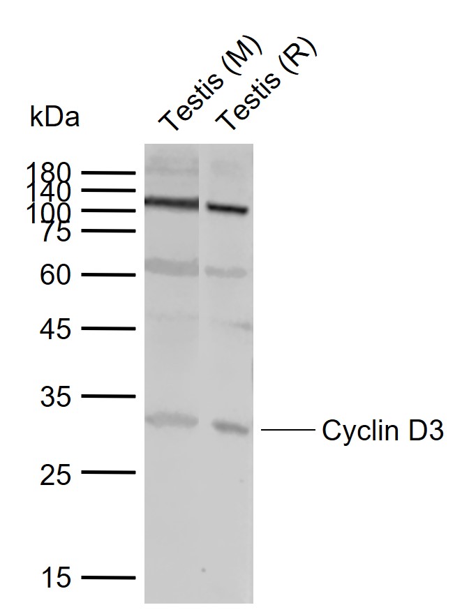 Lane 1: Mouse Testis tissue lysates; Lane 2: Rat Testis tissue lysates probed with Cyclin D3 Polyclonal Antibody, Unconjugated (bs-0660R) at 1:1000 dilution and 4\u00b0C overnight incubation. Followed by conjugated secondary antibody incubation at 1:20000 for 60 min at 37˚C.