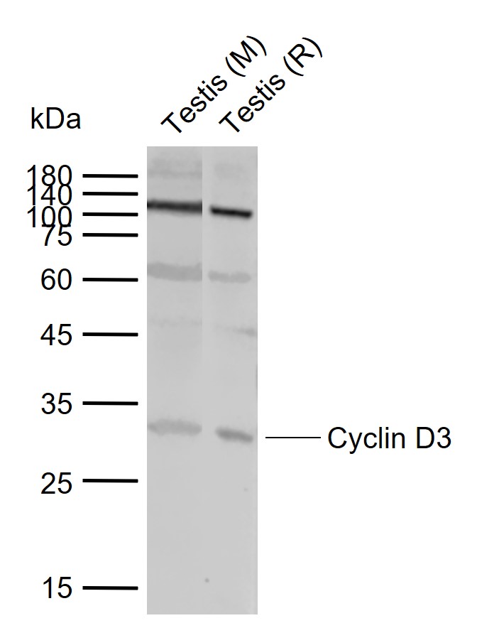 Lane 1: Mouse Testis tissue lysates; Lane 2: Rat Testis tissue lysates probed with Cyclin D3 Polyclonal Antibody, Unconjugated (bs-0660R) at 1:1000 dilution and 4°C overnight incubation. Followed by conjugated secondary antibody incubation at 1:20000 for 60 min at 37˚C.