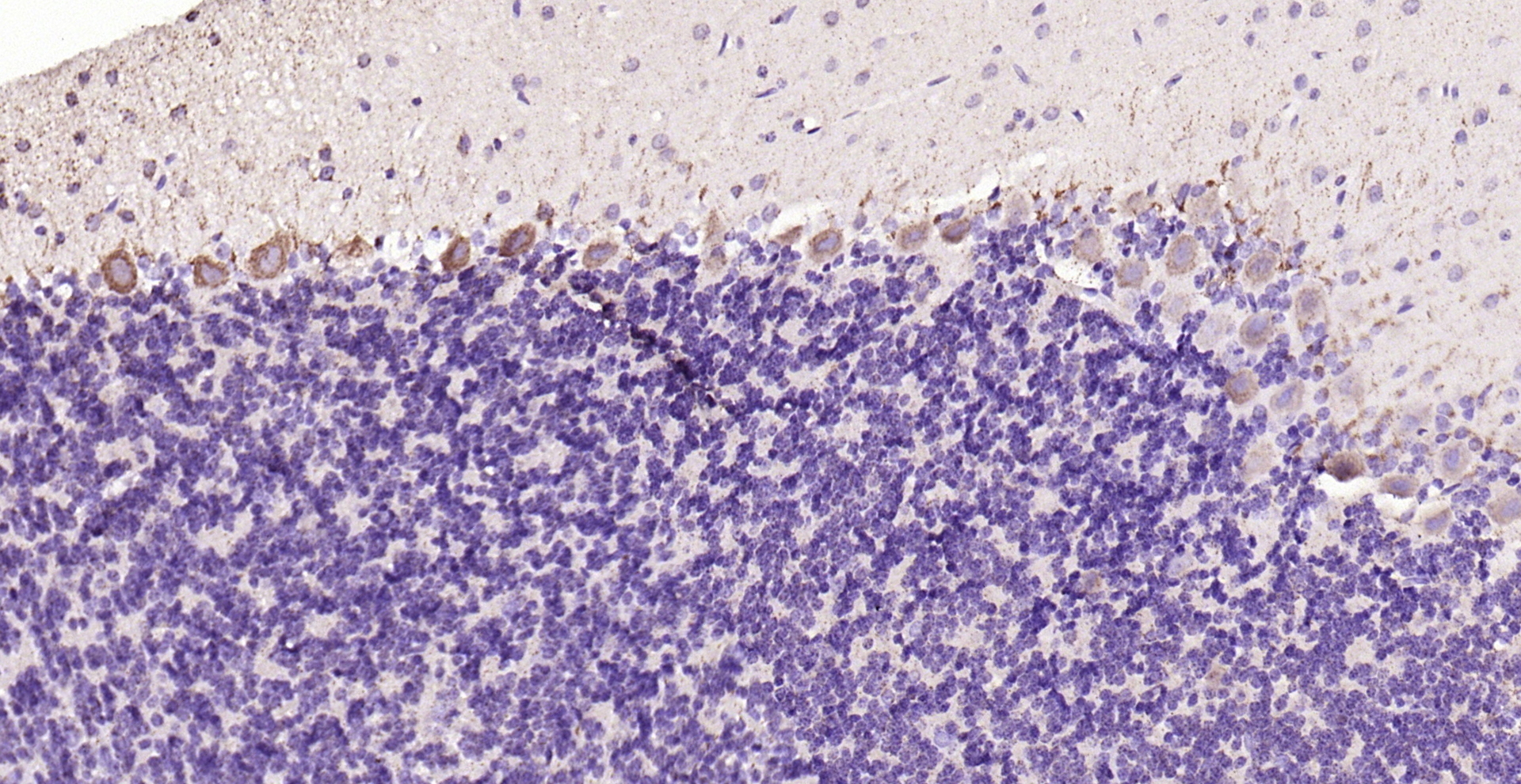 Paraformaldehyde-fixed, paraffin embedded (rat cerebellum); Antigen retrieval by boiling in sodium citrate buffer (pH6.0) for 15min; Block endogenous peroxidase by 3% hydrogen peroxide for 20 minutes; Blocking buffer (normal goat serum) at 37°C for 30min; Antibody incubation with (Asparagine synthetase) Polyclonal Antibody, Unconjugated (bs-23431R) at 1:200 overnight at 4°C, followed by operating according to SP Kit(Rabbit) (sp-0023) instructionsand DAB staining.