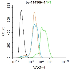 A549 cells were fixed with 4% PFA for 10min at room temperature,permeabilized with 90% ice-cold methanol for 20 min at -20℃, and incubated in 5% BSA blocking buffer for 30 min at room temperature. Cells were then stained with VAX1 Polyclonal Antibody(bs-11496R)at 1:100 dilution in blocking buffer and incubated for 30 min at room temperature, washed twice with 2%BSA in PBS, followed by secondary antibody incubation for 40 min at room temperature. Acquisitions of 20,000 events were performed. Cells stained with primary antibody (green), and isotype control (orange).