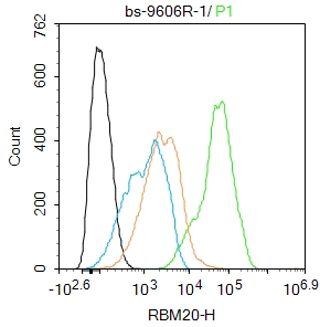A549 cells were fixed with 4% PFA for 10min at room temperature,permeabilized with 90% ice-cold methanol for 20 min at -20℃, and incubated in 5% BSA blocking buffer for 30 min at room temperature. Cells were then stained with RBM20 Polyclonal Antibody(bs-9606R)at 1:100 dilution in blocking buffer and incubated for 30 min at room temperature, washed twice with 2%BSA in PBS, followed by secondary antibody incubation for 40 min at room temperature. Acquisitions of 20,000 events were performed. Cells stained with primary antibody (green), and isotype control (orange). A549 cells were fixed with 4% PFA for 10min at room temperature,permeabilized with 90% ice-cold methanol for 20 min at -20℃, and incubated in 5% BSA blocking buffer for 30 min at room temperature. Cells were then stained with RBM20 Polyclonal Antibody(bs-9606R)at 1:100 dilution in blocking buffer and incubated for 30 min at room temperature, washed twice with 2%BSA in PBS, followed by secondary antibody incubation for 40 min at room temperature. Acquisitions of 20,000 events were performed. Cells stained with primary antibody (green), and isotype control (orange).