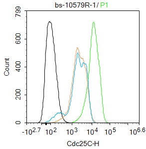 HepG2 cells were fixed with 4% PFA for 10min at room temperature,permeabilized with 90% ice-cold methanol for 20 min at -20℃, and incubated in 5% BSA blocking buffer for 30 min at room temperature. Cells were then stained with Cdc25C Polyclonal Antibody(bs-10579R)at 1:100 dilution in blocking buffer and incubated for 30 min at room temperature, washed twice with 2%BSA in PBS, followed by secondary antibody incubation for 40 min at room temperature. Acquisitions of 20,000 events were performed. Cells stained with primary antibody (green), and isotype control (orange).
