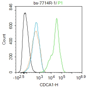 A431 cells were fixed with 4% PFA for 10min at room temperature,permeabilized with 90% ice-cold methanol for 20 min at -20℃, and incubated in 5% BSA blocking buffer for 30 min at room temperature. Cells were then stained with CDCA1 Polyclonal Antibody(bs-7714R)at 1:100 dilution in blocking buffer and incubated for 30 min at room temperature, washed twice with 2%BSA in PBS, followed by secondary antibody incubation for 40 min at room temperature. Acquisitions of 20,000 events were performed. Cells stained with primary antibody (green), and isotype control (orange). A431 cells were fixed with 4% PFA for 10min at room temperature,permeabilized with 90% ice-cold methanol for 20 min at -20℃, and incubated in 5% BSA blocking buffer for 30 min at room temperature. Cells were then stained with CDCA1 Polyclonal Antibody(bs-7714R)at 1:100 dilution in blocking buffer and incubated for 30 min at room temperature, washed twice with 2%BSA in PBS, followed by secondary antibody incubation for 40 min at room temperature. Acquisitions of 20,000 events were performed. Cells stained with primary antibody (green), and isotype control (orange).