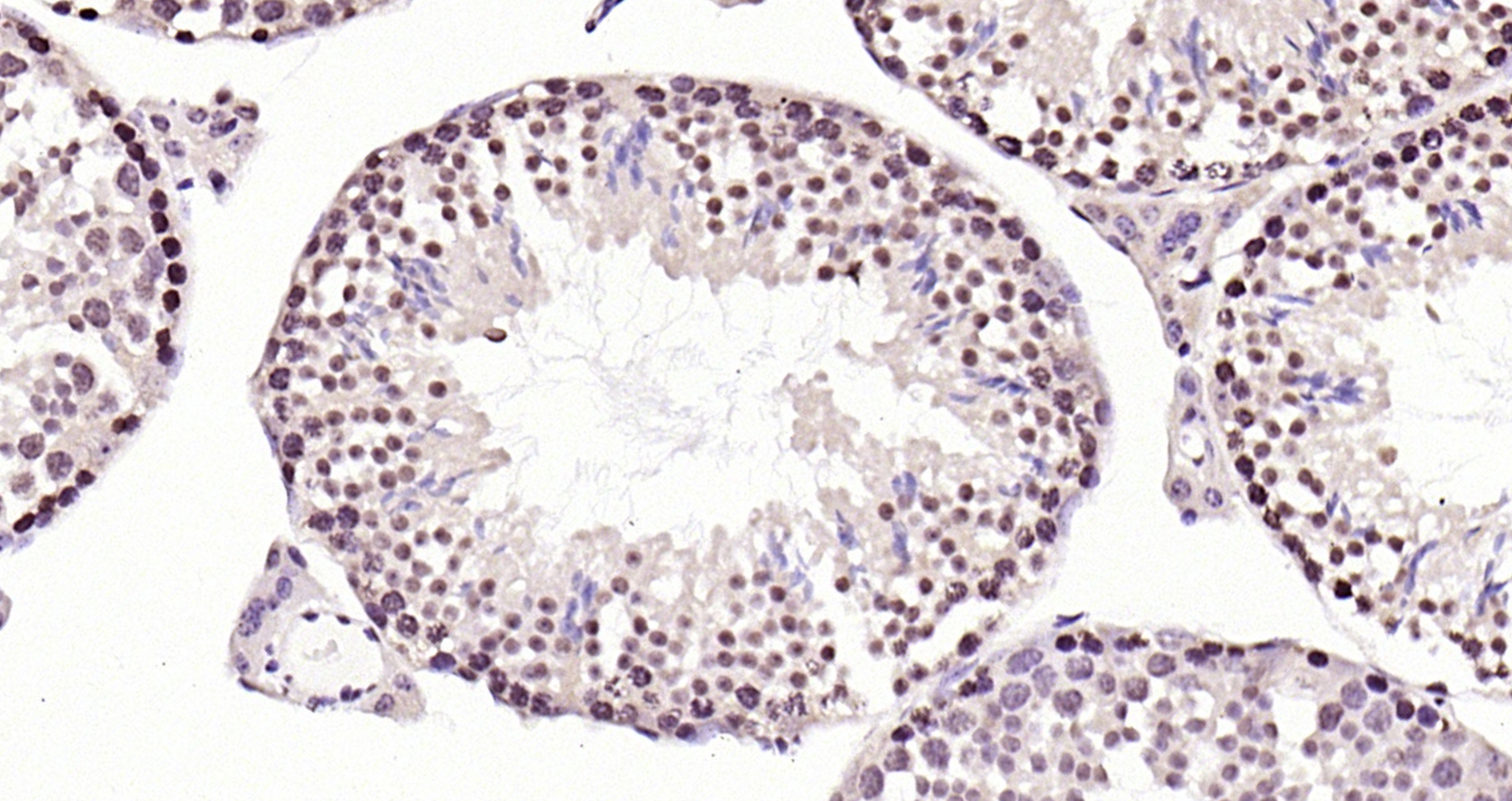 Paraformaldehyde-fixed, paraffin embedded (mouse testis); Antigen retrieval by boiling in sodium citrate buffer (pH6.0) for 15min; Block endogenous peroxidase by 3% hydrogen peroxide for 20 minutes; Blocking buffer (normal goat serum) at 37°C for 30min; Antibody incubation with (RNA polymerase II) Polyclonal Antibody, Unconjugated (bs-6972R) at 1:200 overnight at 4°C, followed by operating according to SP Kit(Rabbit) (sp-0023) instructionsand DAB staining.