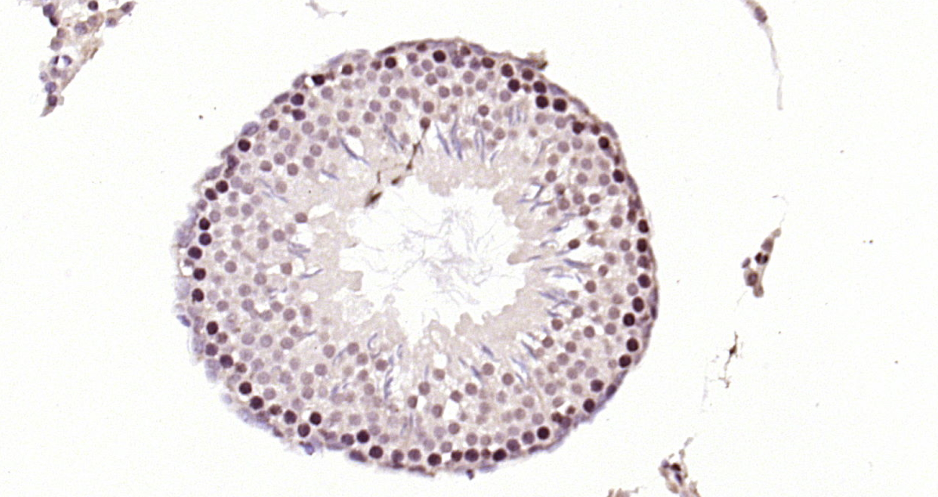 Paraformaldehyde-fixed, paraffin embedded (rat testis); Antigen retrieval by boiling in sodium citrate buffer (pH6.0) for 15min; Block endogenous peroxidase by 3% hydrogen peroxide for 20 minutes; Blocking buffer (normal goat serum) at 37°C for 30min; Antibody incubation with (RNA polymerase II) Polyclonal Antibody, Unconjugated (bs-6972R) at 1:200 overnight at 4°C, followed by operating according to SP Kit(Rabbit) (sp-0023) instructionsand DAB staining.