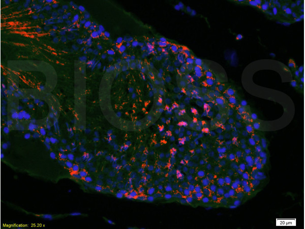 Formalin-fixed and paraffin embedded rat testis tissue labeled with Anti-mTOR Polyclonal Antibody, Unconjugated (bs-1992R) at 1:200 followed by conjugation to the secondary antibody, Goat Anti-Rabbit IgG, PE conjugated (bs-0295G-PE)and DAPI staining