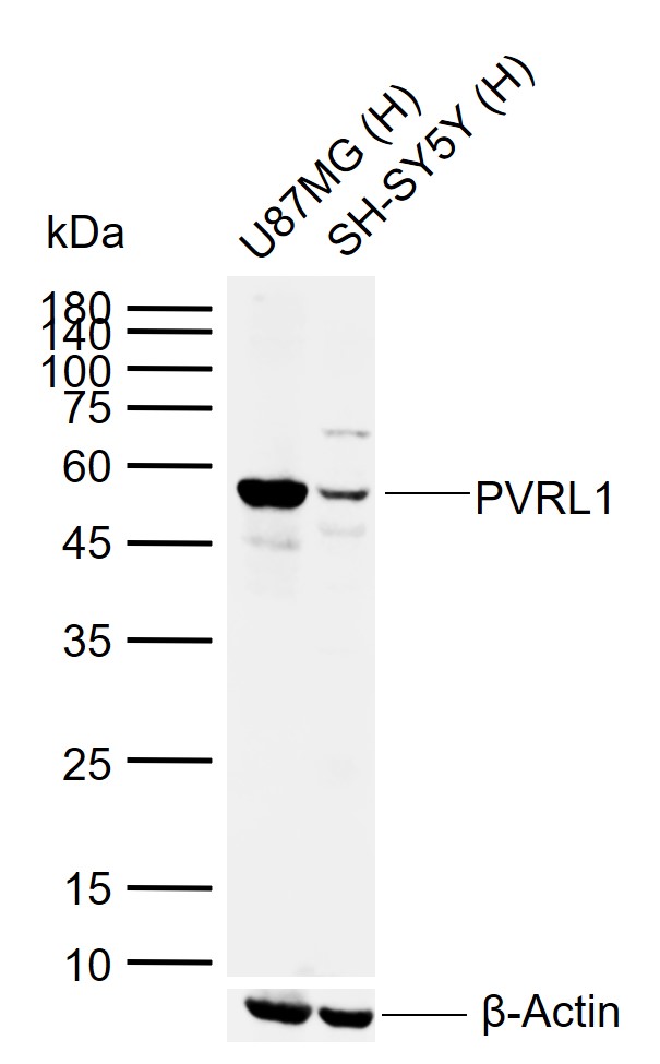 Lane 1: Human U87MG cell lysates; Lane 2: Human SH-SY5Y cell lysates probed with PVRL1 Polyclonal Antibody, Unconjugated (bs-11126R) at 1:1000 dilution and 4\u00b0C overnight incubation. Followed by conjugated secondary antibody incubation at 1:20000 for 60 min at 37˚C.
