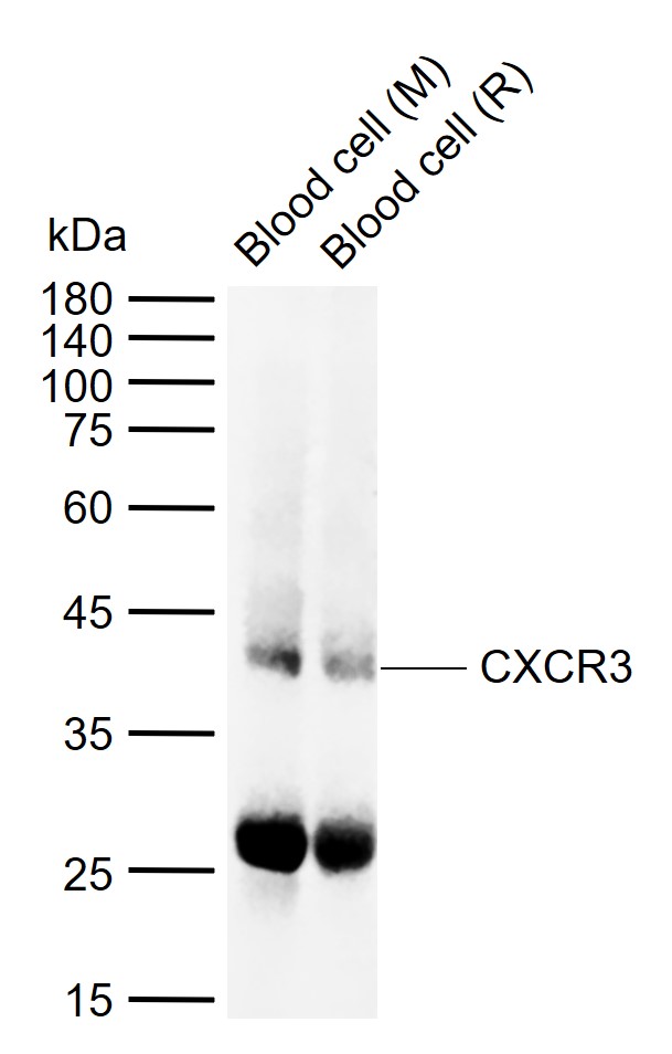Lane 1: Mouse Blood cell tissue lysates; Lane 2: Rat Blood cell tissue lysates probed with CXCR3 Polyclonal Antibody, Unconjugated (bs-2209R) at 1:1000 dilution and 4\u00b0C overnight incubation. Followed by conjugated secondary antibody incubation at 1:20000 for 60 min at 37˚C.