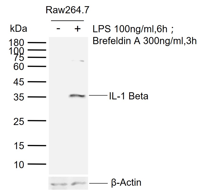 Lane 1: Normal Mouse Raw264.7 cell lysates; Lane 2: Raw264.7 treated with 100ng\/ml lipopolysaccharide (LPS) for 6h, then with 300ng\/ml Brefeldin A added after 3 hours probed with IL-1 Beta Polyclonal Antibody, Unconjugated (bs-0812R) at 1:1000 dilution and 4\u00b0C overnight incubation. Followed by conjugated secondary antibody incubation at 1:20000 for 60 min at 37˚C.