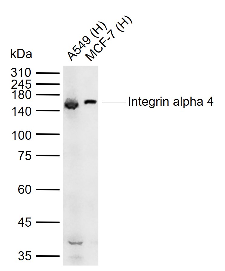 Integrin alpha 4/CD49d Antibody