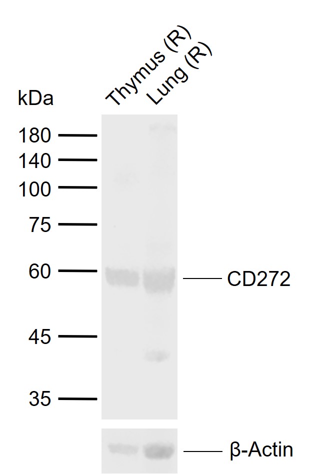 Cd272 deals