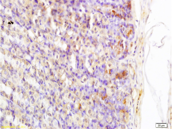 Formalin-fixed and paraffin embedded rat stomach tissue labeled with Anti-Somatostatin/GRIH Polyclonal Antibody, Unconjugated(bs-1132R) at 1:200 followed by conjugation to the secondary antibody and DAB staining