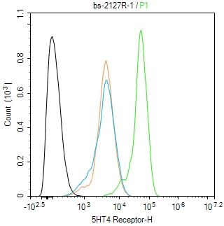 5HT4 Receptor  Polyclonal Antibody