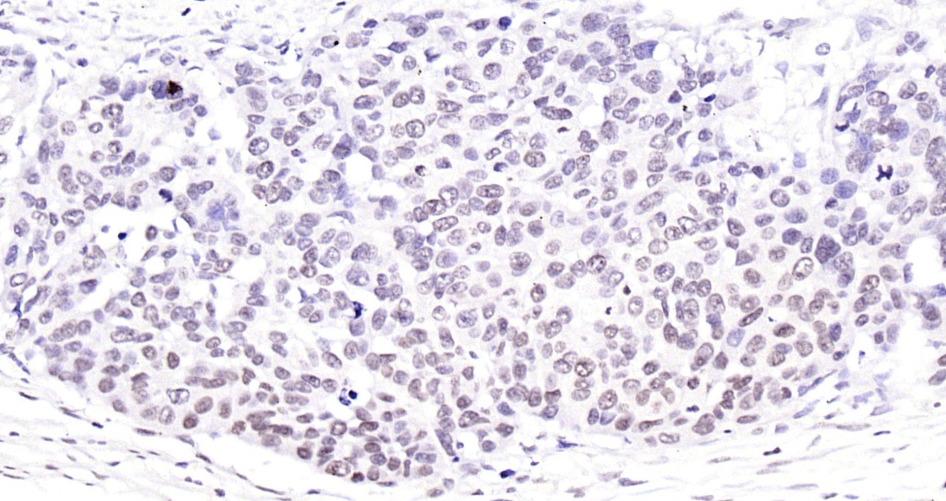 BrdU (A7) Monoclonal Antibody