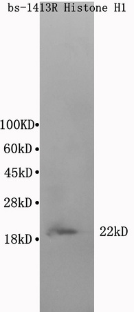 Mouse cerebrum lysate 30ug, probed (bs-1413R) at 1:200 in 4˚C. Followed by conjugation to the secondary antibody (bs-0295G-HRP) at 1:3000 90min in 37C. Predicted and observed band size: 22kDa.