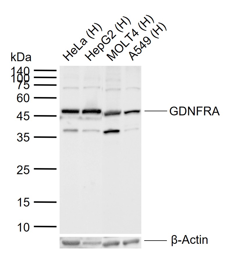 Lane 1: Human HeLa cell lysates; Lane 2: Human HepG2 cell lysates; Lane 3: Human MOLT4 cell lysates; Lane 4: Human A549 cell lysates probed with GDNFRA Polyclonal Antibody, Unconjugated (bs-0201R) at 1:1000 dilution and 4\u00b0C overnight incubation. Followed by conjugated secondary antibody incubation at 1:20000 for 60 min at 37˚C.