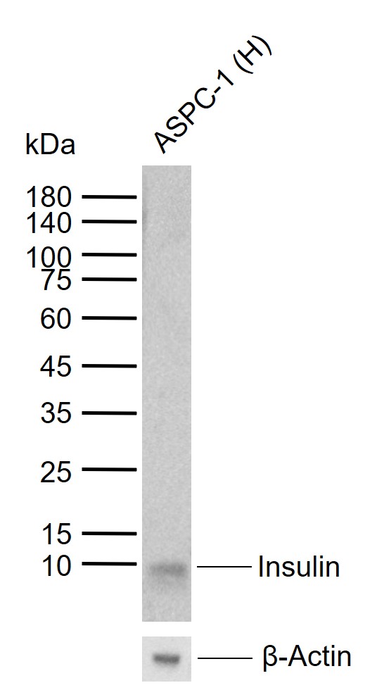 Lane 1: Human ASPC-1 cell lysates probed with Insulin Monoclonal Antibody, Unconjugated (bsm-0855M) at 1:1000 dilution and 4\u00b0C overnight incubation. Followed by conjugated secondary antibody incubation at 1:20000 for 60 min at 37˚C.