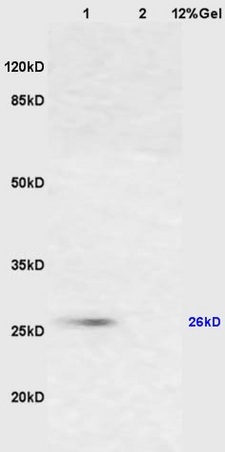 L1 mouse brain lysates L2 mouse lung lysates probed with Anti Cytochrome C Polyclonal Antibody, Unconjugated (bs-0013R) at 1:200 overnight at 4˚C. Followed by conjugation to secondary antibody (bs-0295G-HRP) at 1:3000 for 90 min at 37˚C. Predicted band 26kD. Observed band size:26kD.