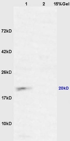 L1 mouse brain lysates L2 mouse heart lysates probed with Anti CXorf36 Polyclonal Antibody, Unconjugated (bs-0488R) at 1:200 overnight at 4˚C. Followed by conjugation to secondary antibody (bs-0295G-HRP) at 1:3000 for 90 min at 37˚C. Predicted band 20\/48kD. Observed band size:20kD.