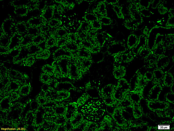 Formalin-fixed and paraffin embedded rat kidney tissue labeled with Anti-Rat IgG Polyclonal Antibody, FITC conjugated (bs-0293R-FITC) at 1:200, followed by DAPI staining