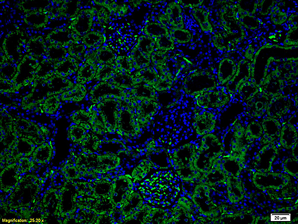 Formalin-fixed and paraffin embedded rat kidney tissue labeled with Anti-Rat IgG Polyclonal Antibody, FITC conjugated (bs-0293R-FITC) at 1:200