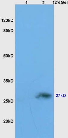 L1 mouse embryo lysates L2 mouse brain lysates probed with Anti Neurotrophin 4/NT-4/NT-5 Polyclonal Antibody, Unconjugated (bs-0158R) at 1:200 overnight at 4˚C. Followed by conjugation to secondary antibody (bs-0295G-HRP) at 1:3000 for 90 min at 37˚C. Predicted band 14/27kDa. Observed band size:27kD.