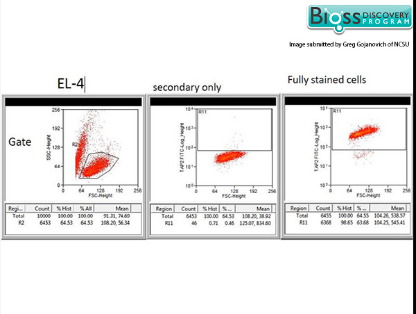 Fixed and permeabilized EL-4 cells were labeled with Rabbit Anti- TAP2/ABCB3 Polyclonal Antibody, Unconjugated (bs-2374R) at 1:200 followed by conjugation to the secondary antibody Goat Anti-Rabbit IgG FITC conjugated Secondary Antibody at 1:200 dilution.