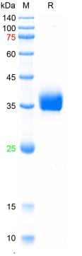 Recombinant human PD-L1 protein, His (HEK293)