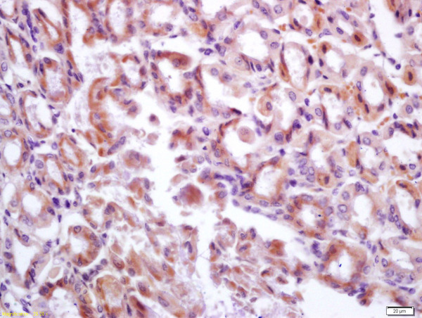 Formalin-fixed and paraffin embedded mouse stomach labeled with Anti-DMBT1/GP340 Polyclonal Antibody, Unconjugated (bs-0595R) at 1:200 followed by conjugation to the secondary antibody and DAB staining