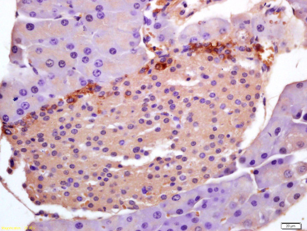 Formalin-fixed and paraffin embedded mouse pancreas labeled with Anti-PHLDA1/TDAG51 Polyclonal Antibody, Unconjugated (bs-1364R) at 1:200 followed by conjugation to the secondary antibody and DAB staining