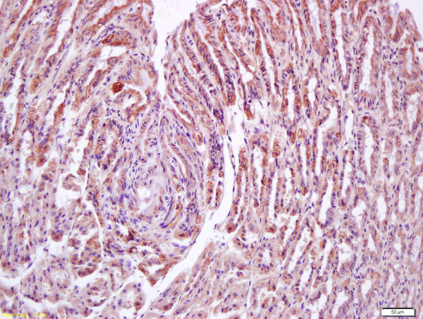 Formalin-fixed and paraffin embedded mouse stomach labeled with Anti-N acetylglucosamine kinase Polyclonal Antibody, Unconjugated (bs-7916R) at 1:200 followed by conjugation to the secondary antibody and DAB staining Formalin-fixed and paraffin embedded mouse stomach labeled with Anti-N acetylglucosamine kinase Polyclonal Antibody, Unconjugated (bs-7916R) at 1:200 followed by conjugation to the secondary antibody and DAB staining