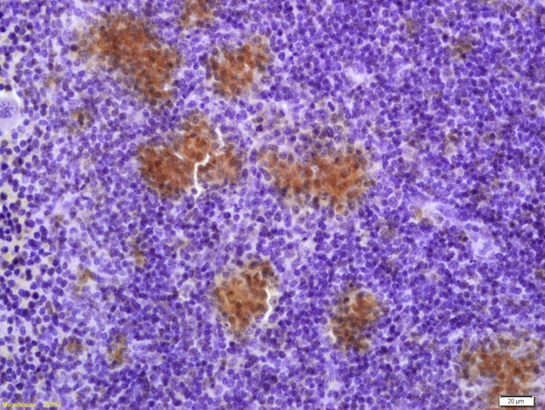 Formalin-fixed and paraffin embedded mouse spleen labeled with Anti-TXNRD1 Polyclonal Antibody, Unconjugated (bs-8299R) at 1:200 followed by conjugation to the secondary antibody and DAB staining