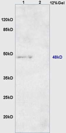 Lane 1: mouse heart lysates Lane 2: mouse muscle lysates probed with Anti DNA Polymerase beta Polyclonal Antibody, Unconjugated (bs-8525R) at 1:200 in 4˚C. Followed by conjugation to secondary antibody (bs-0295G-HRP) at 1:3000 90min in 37˚C. Predicted band 37kD. Observed band size: 37kD.