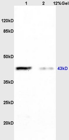 Lane 1: rat brain lysates Lane 2: rat heart lysates probed with Anti CK II alpha/STKPolyclonal Antibody, Unconjugated (bs-1607R) at 1:200 in 4˚C. Followed by conjugation to secondary antibody (bs-0295G-HRP) at 1:3000 90min in 37˚C. Predicted band 43kD. Observed band size: 43kD.