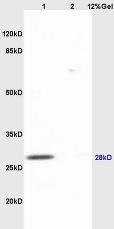 Lane 1: mouse heart lysates Lane 2: mouse lung lysates probed with Anti AQP1/CHIP Polyclonal Antibody, Unconjugated (bs-1506R) at 1:200 in 4˚C. Followed by conjugation to secondary antibody (bs-0295G-HRP) at 1:3000 90min in 37˚C. Predicted band 28kD. Observed band size: 28kD.
