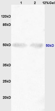Lane 1: mouse embryo lysates Lane 2: rat brain lysates probed with Anti ShhPolyclonal Antibody, Unconjugated (bs-1544R) at 1:200 in 4˚C. Followed by conjugation to secondary antibody (bs-0295G-HRP) at 1:3000 90min in 37˚C. Predicted band 19/50kD. Observed band size: 50kD.\n