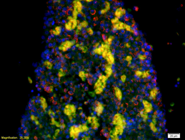 Formalin-fixed and paraffin-embedded mouse embryo labeled with Anti-5-HTT/SLC6A4 Polyclonal Antibody, Unconjugated(bs-1893R) 1:200, overnight at 4°C, The secondary antibody was Goat Anti-Rabbit IgG, Cy3 conjugated(bs-0295G-Cy3)used at 1:200 dilution for 40 minutes at 37°C.